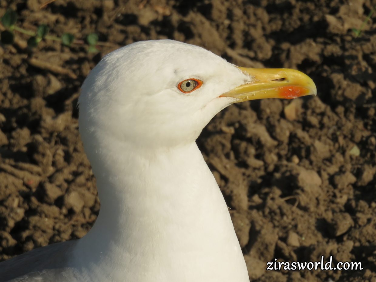 Seagull