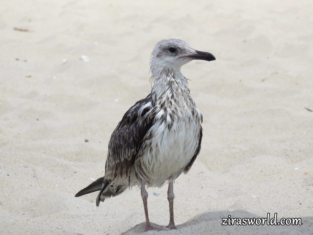 Seagull Youngling