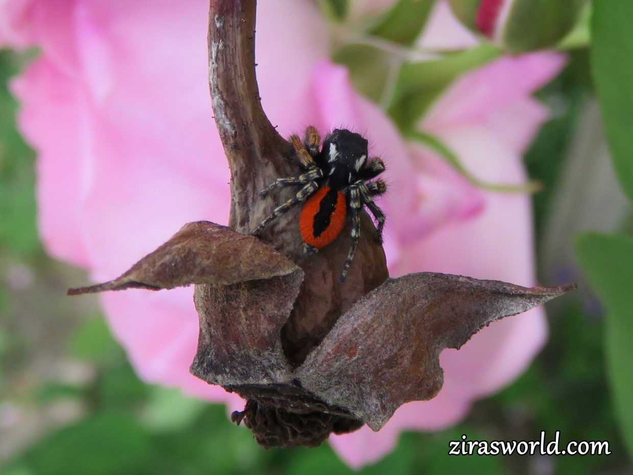 Red Spider