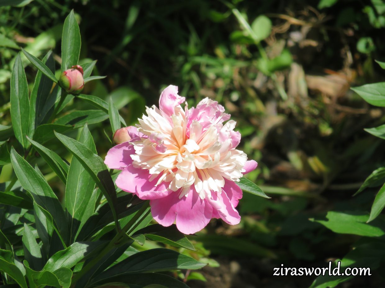 Pink Peony