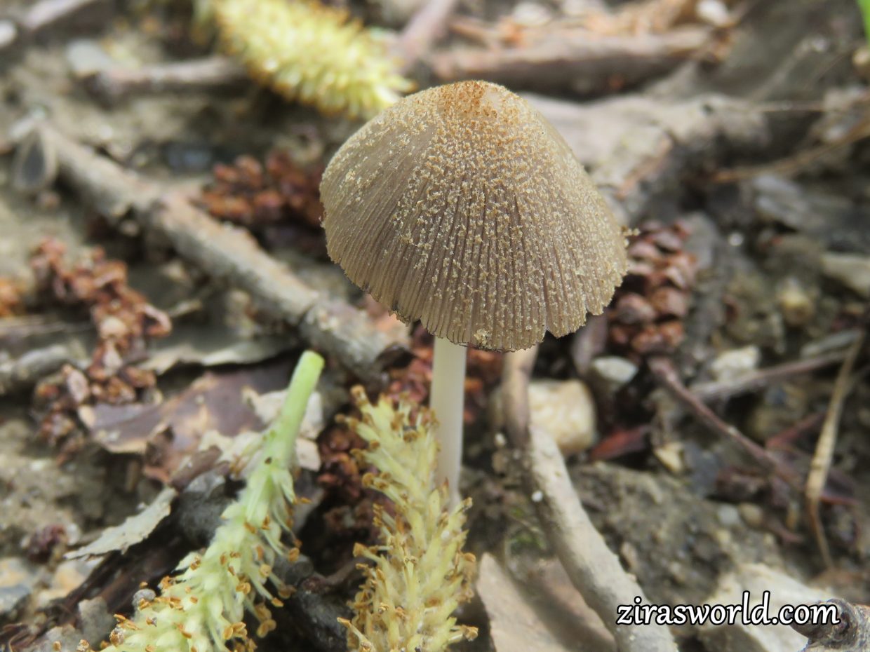 Lone Mushroom