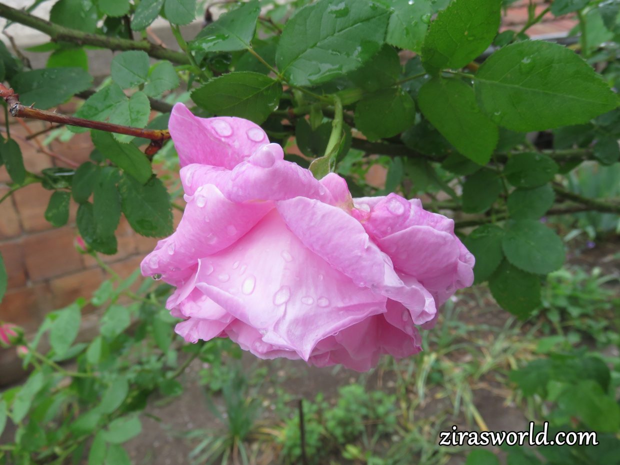 Afterrain Pink Rose