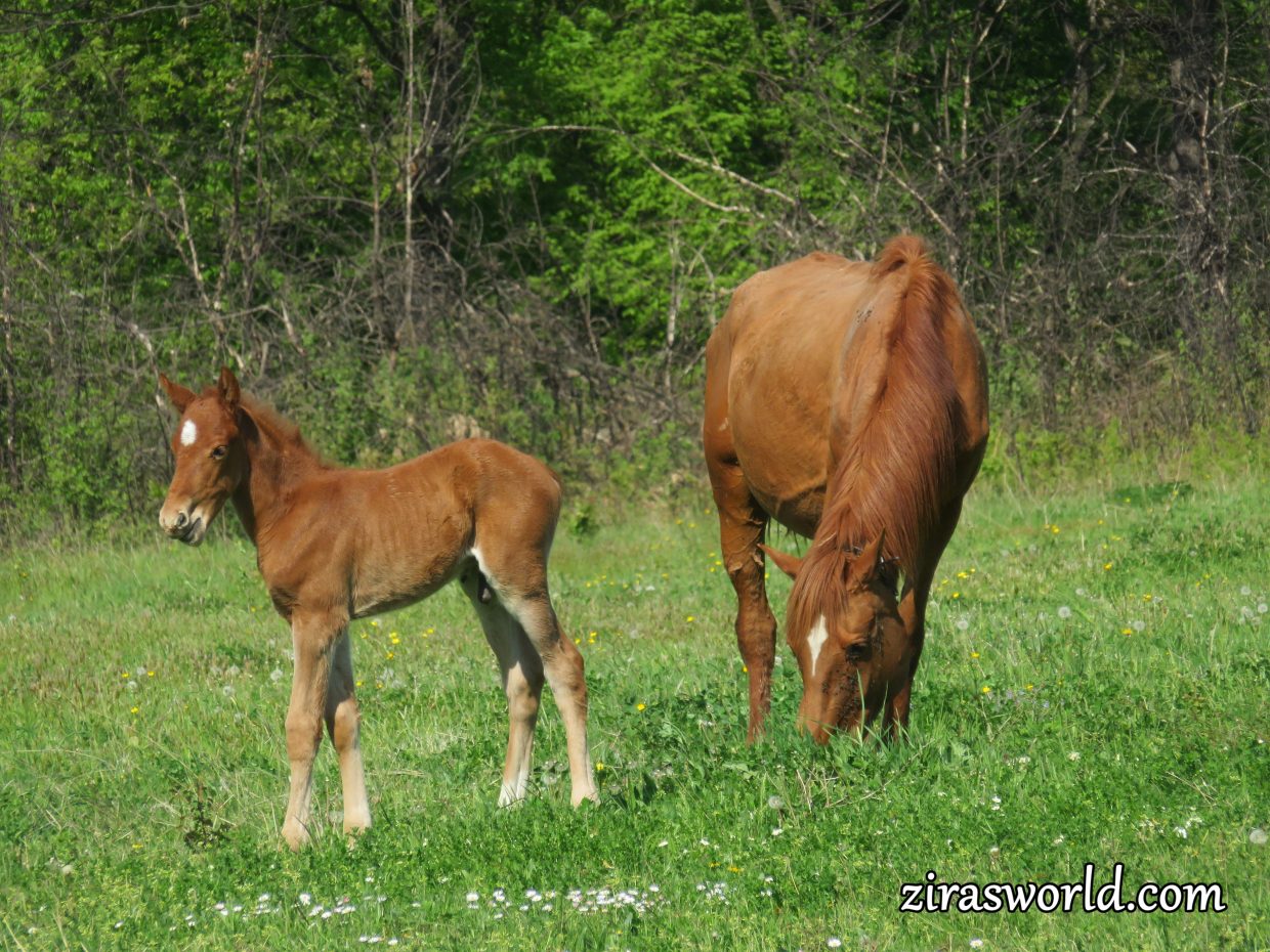 Mother & Child Horses