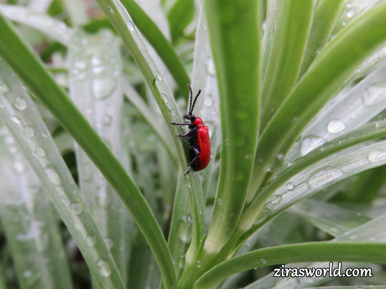 Red Bug