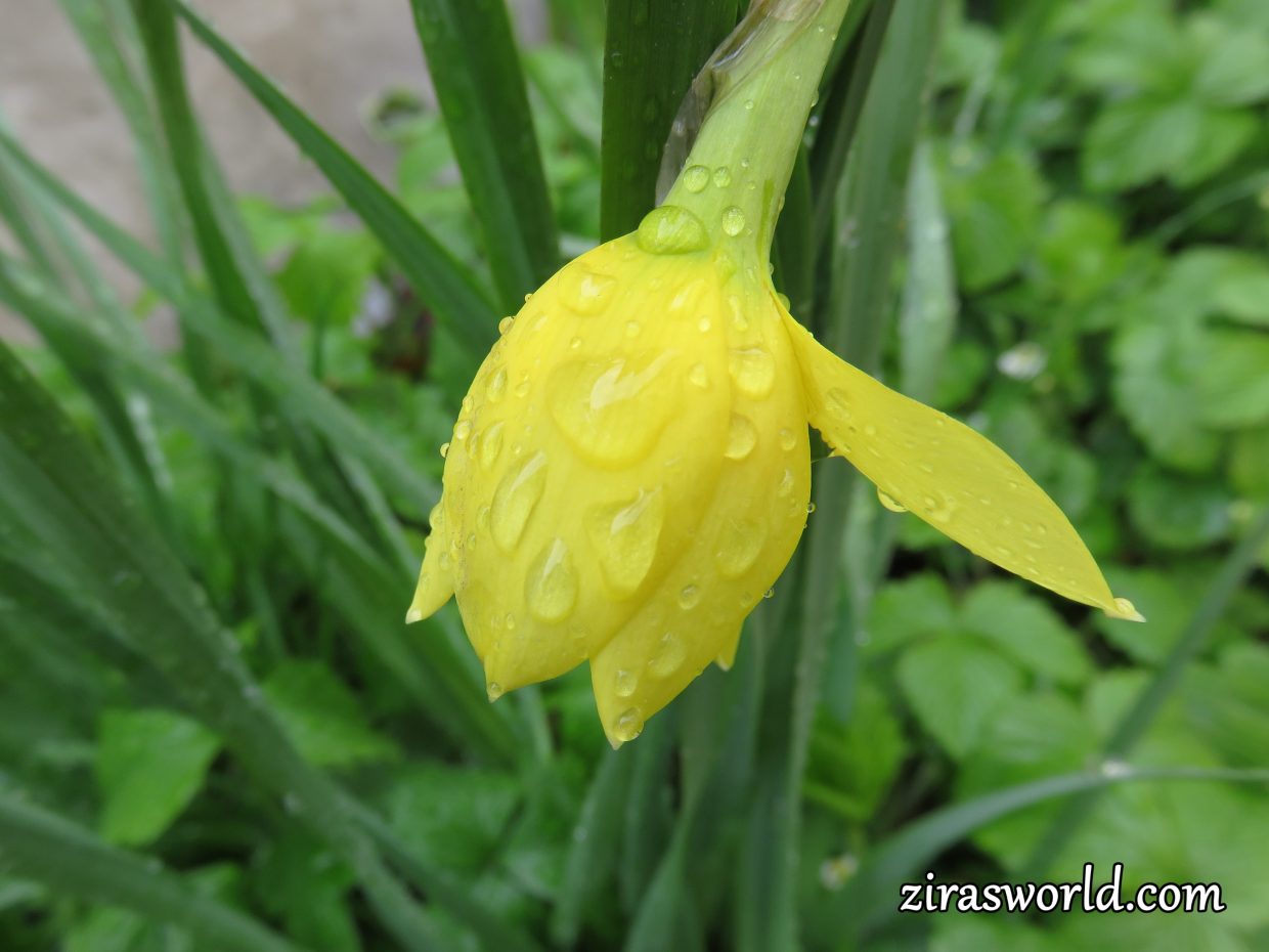 Afterrain Daffodil