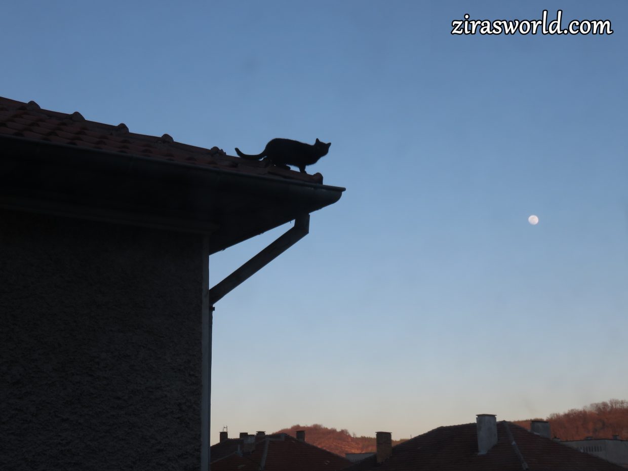 Black Cat
