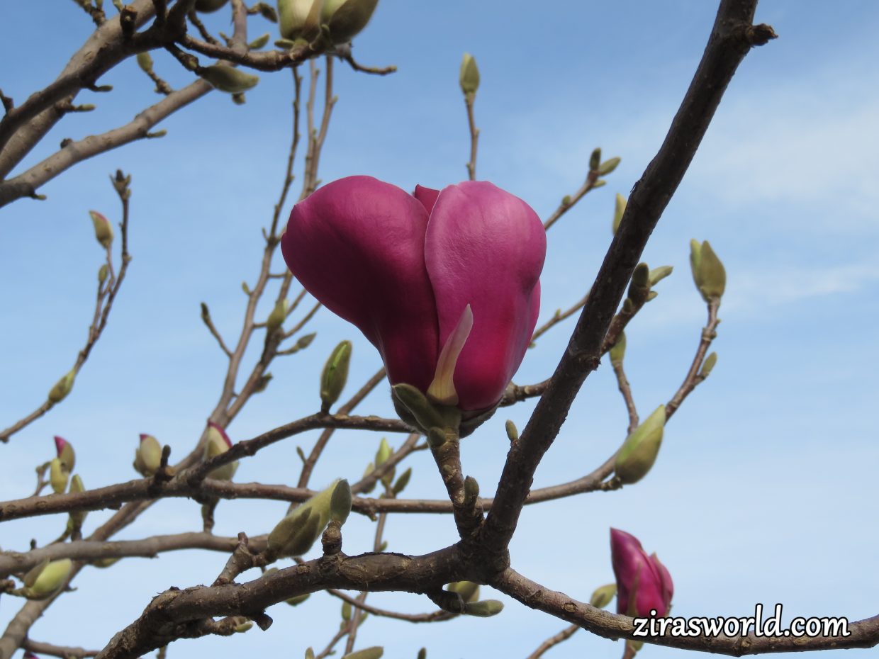 Magnolia Tree