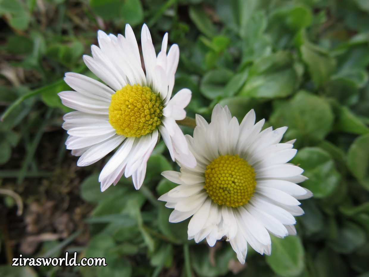 Camomiles