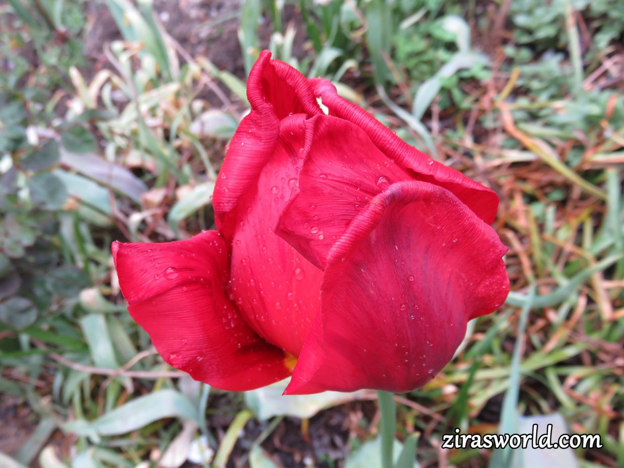 Raindrops On Red Tulip
