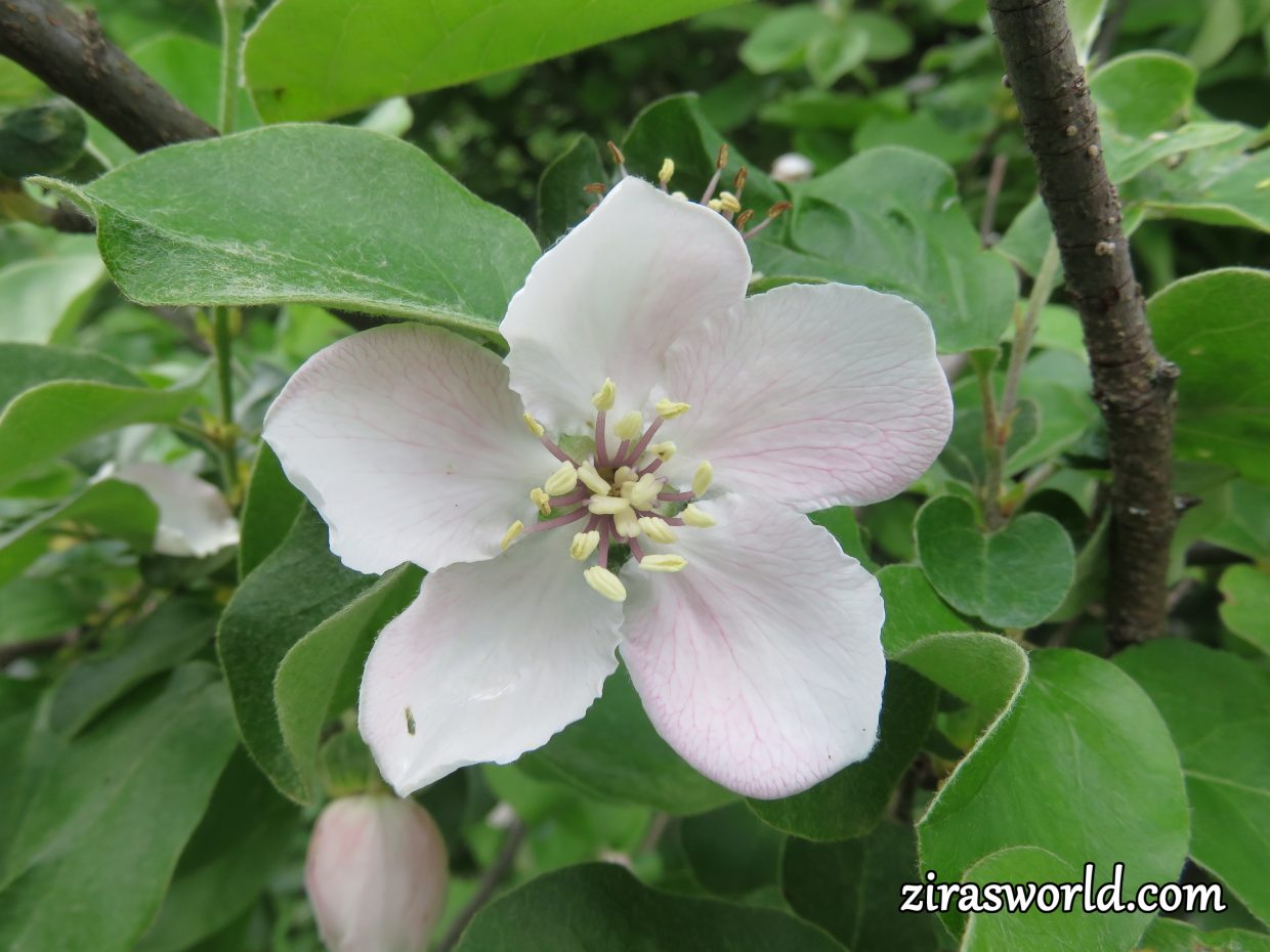 Wild Apple Blossom