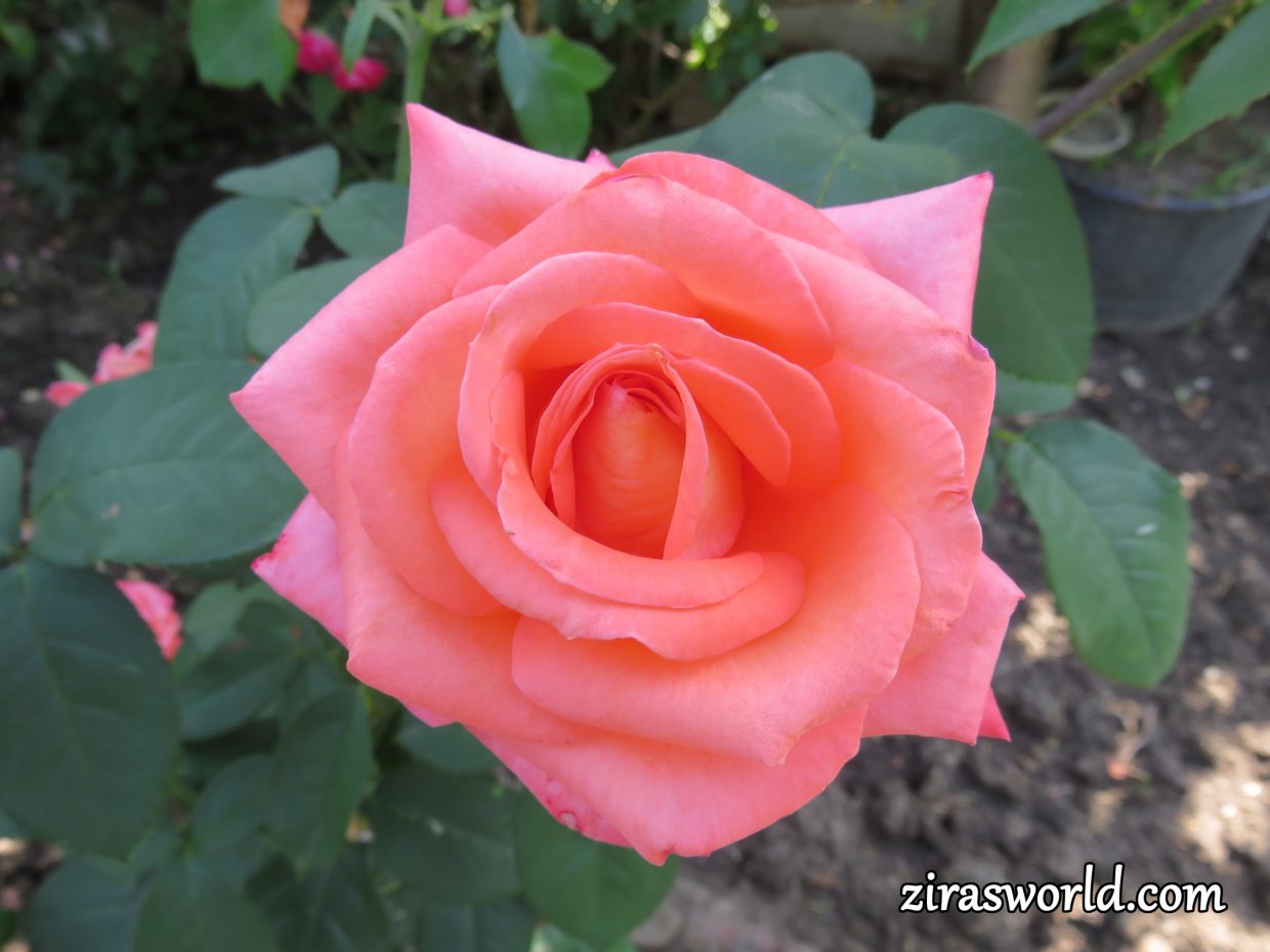 Rosa Peace