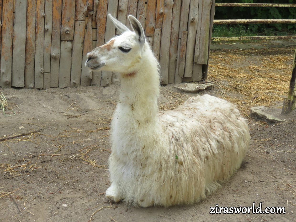 White Lama 1