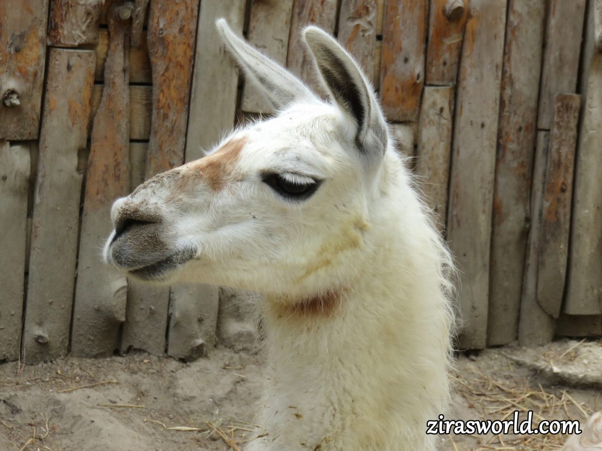 White Lama 2