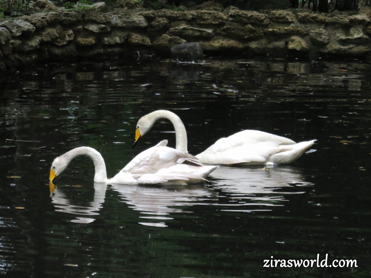 Swan Couple