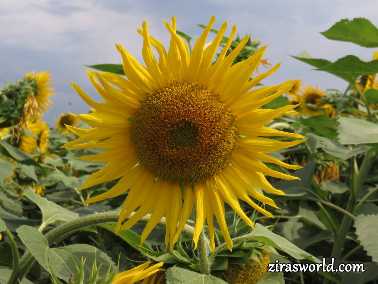 Sunflower