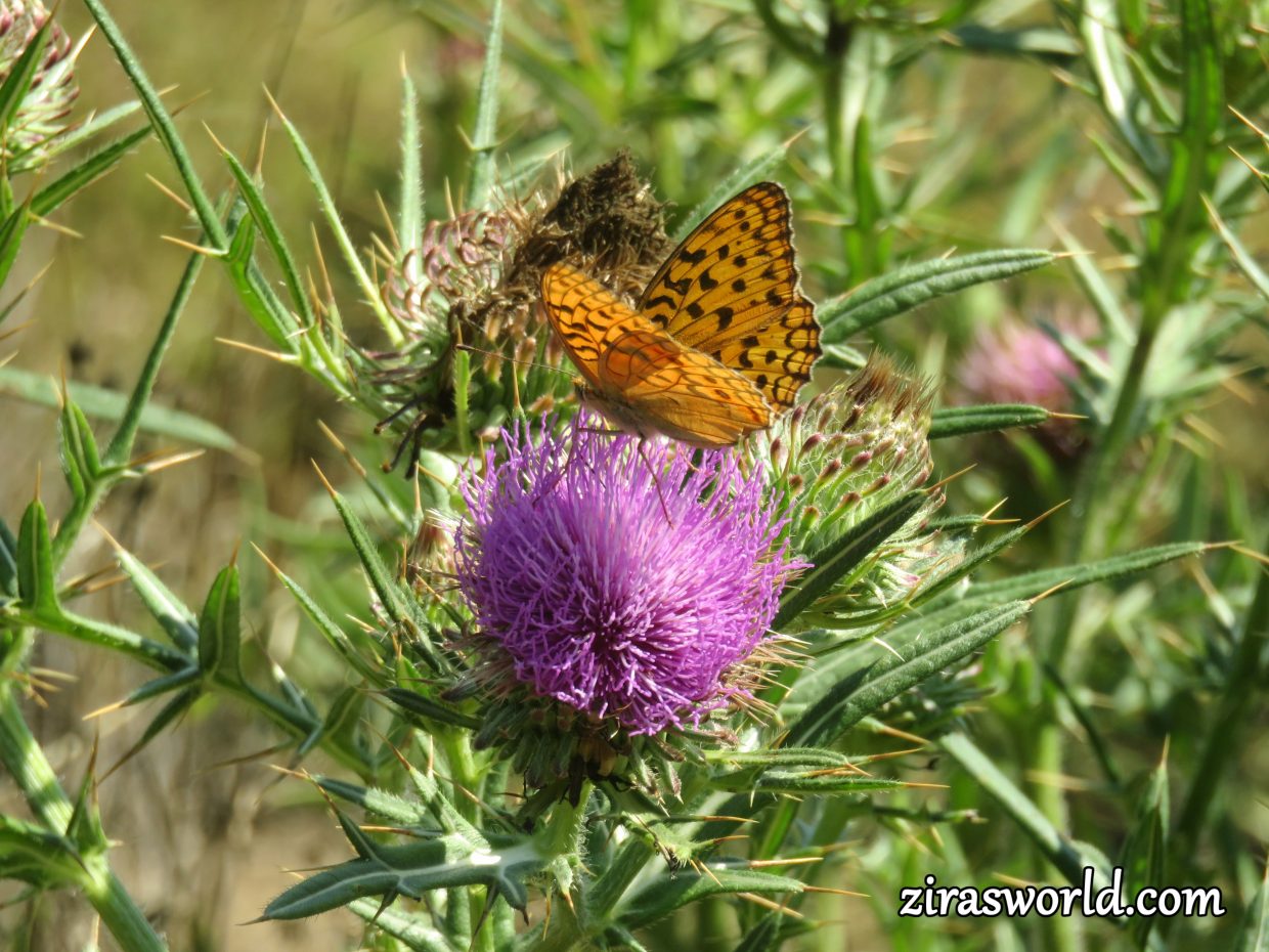 Dark Green Fritillary 1