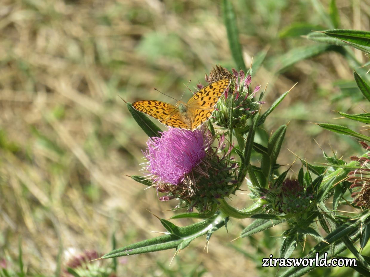 Dark Green Fritillary 2