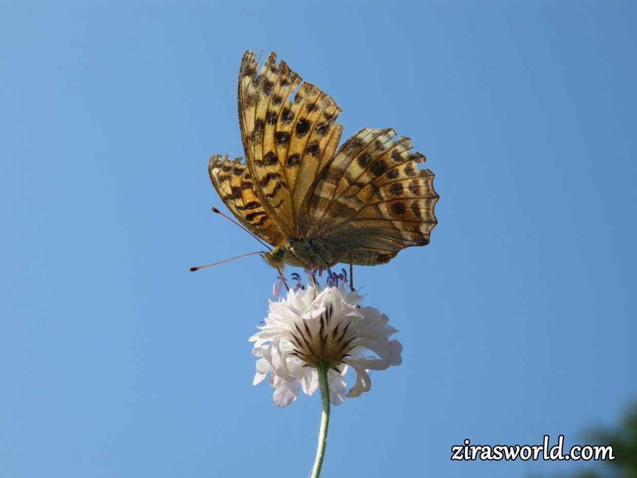 Fritillary Butterfly