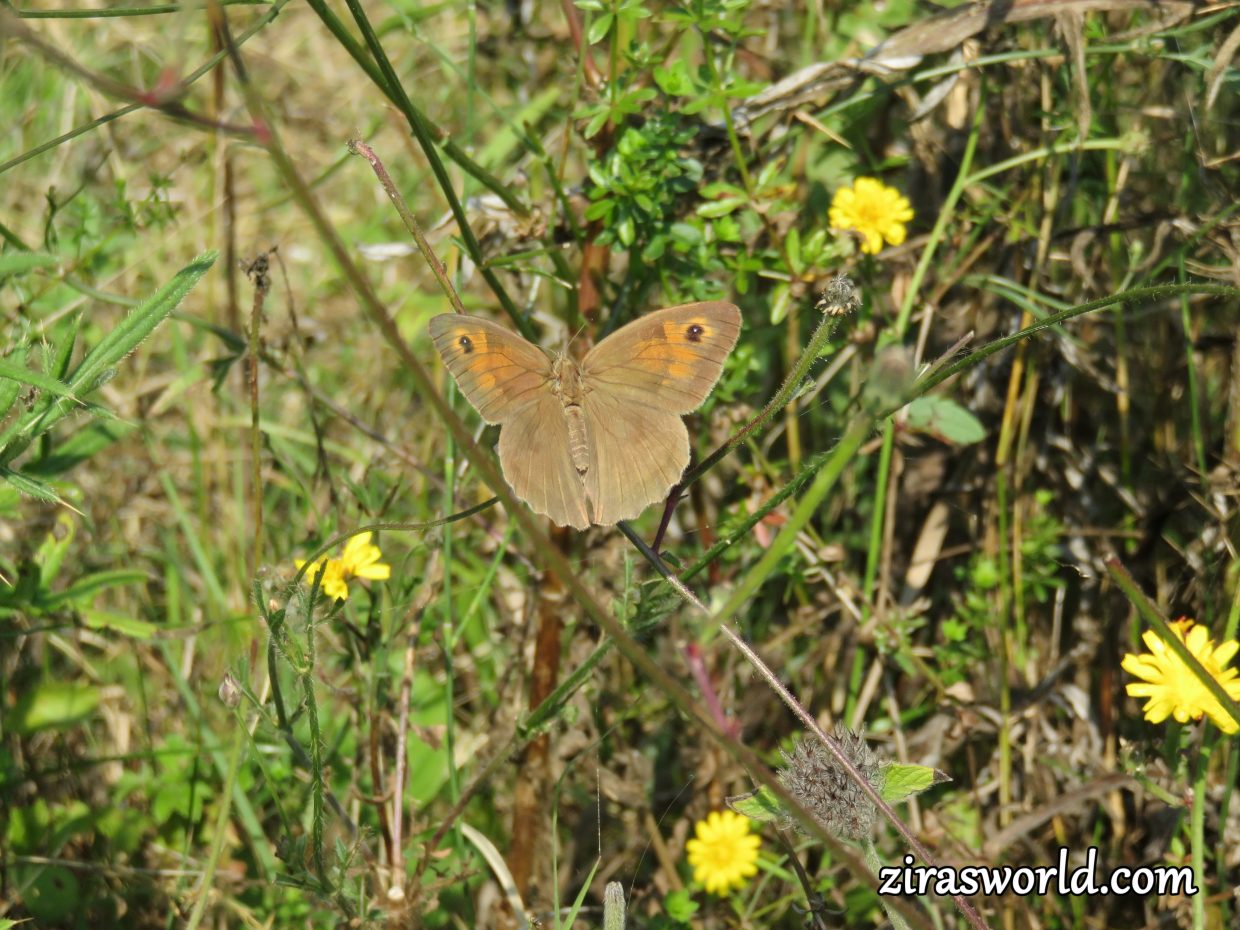 Meadow Brown