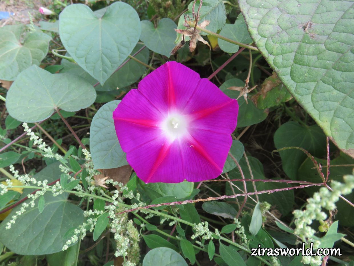 Morning Glory 1