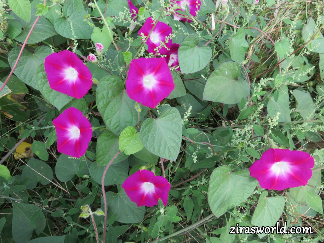 Morning Glory 2