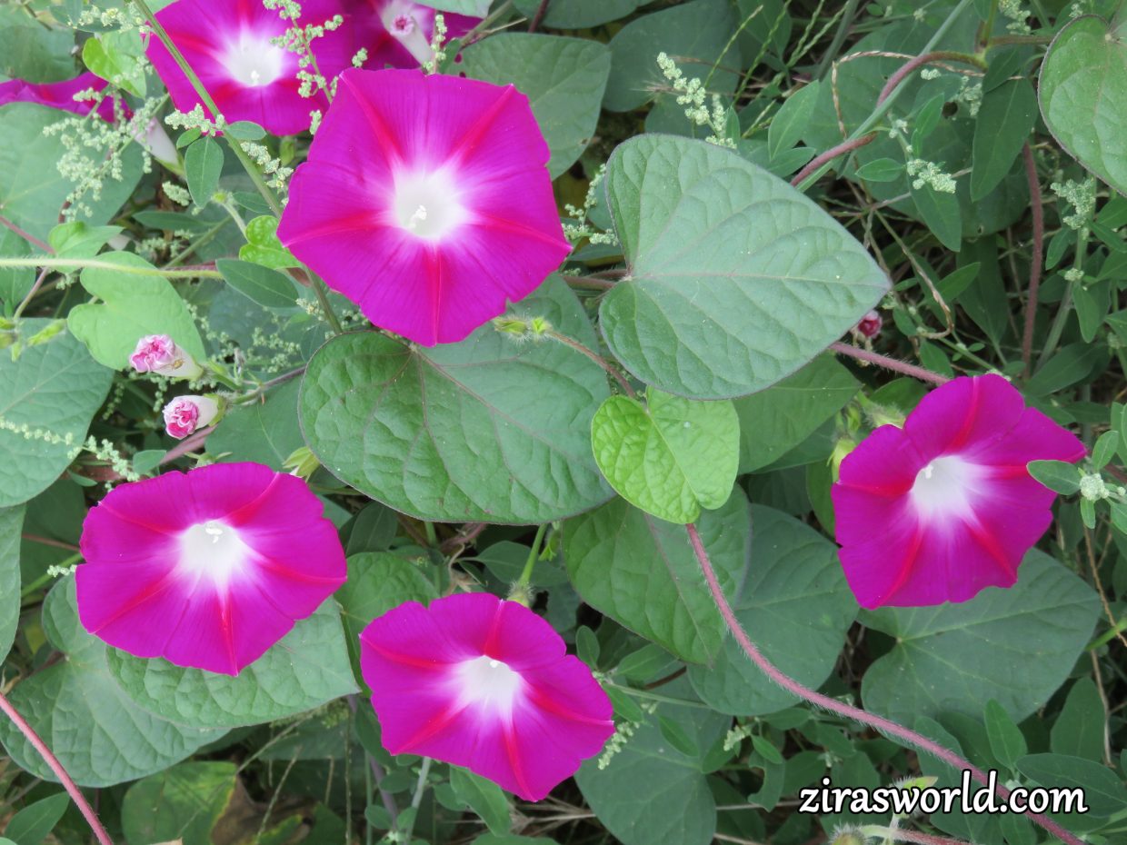 Morning Glory 3