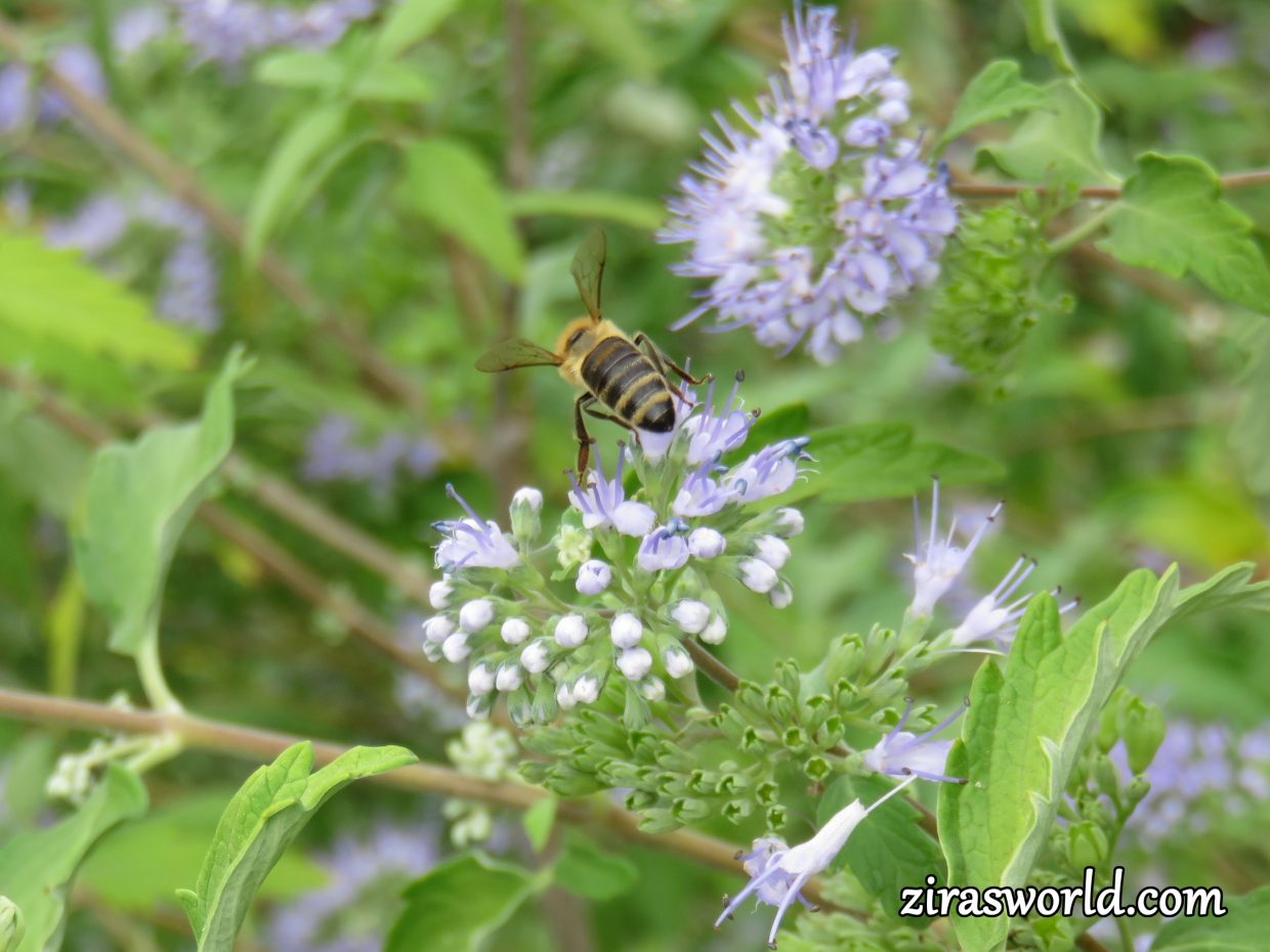 Flying Bee