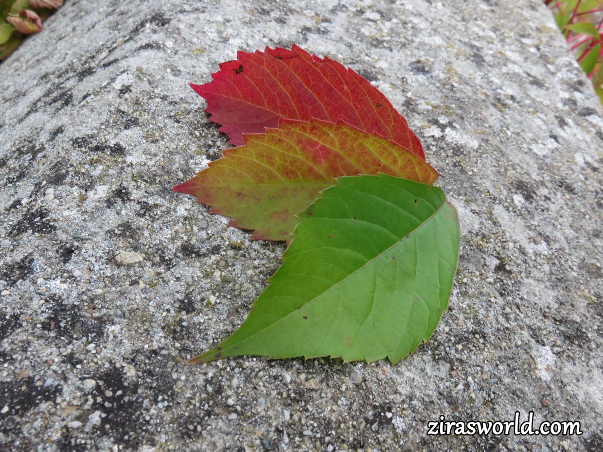 Autumn Colors