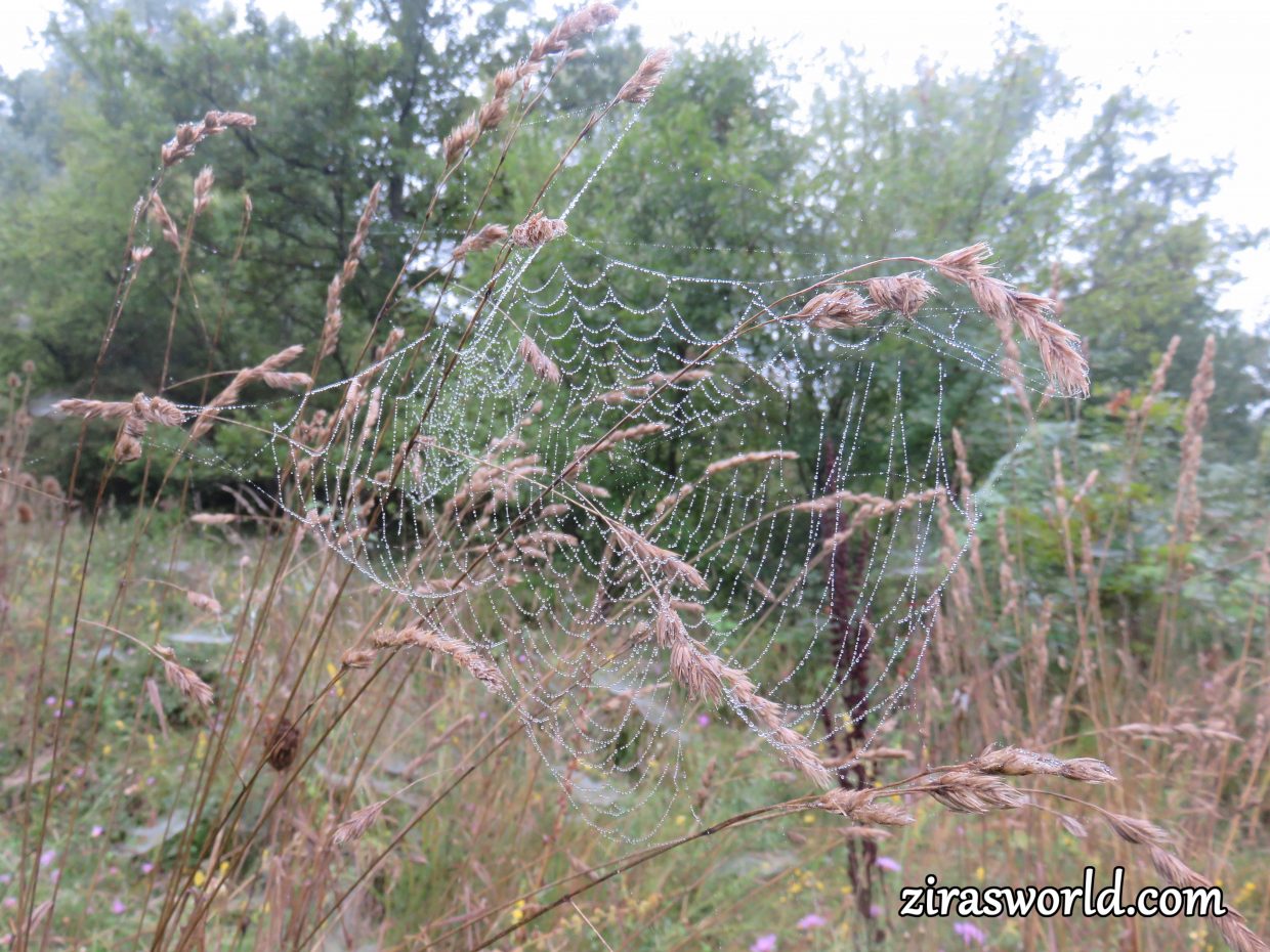 Raindrops on a Spiderweb