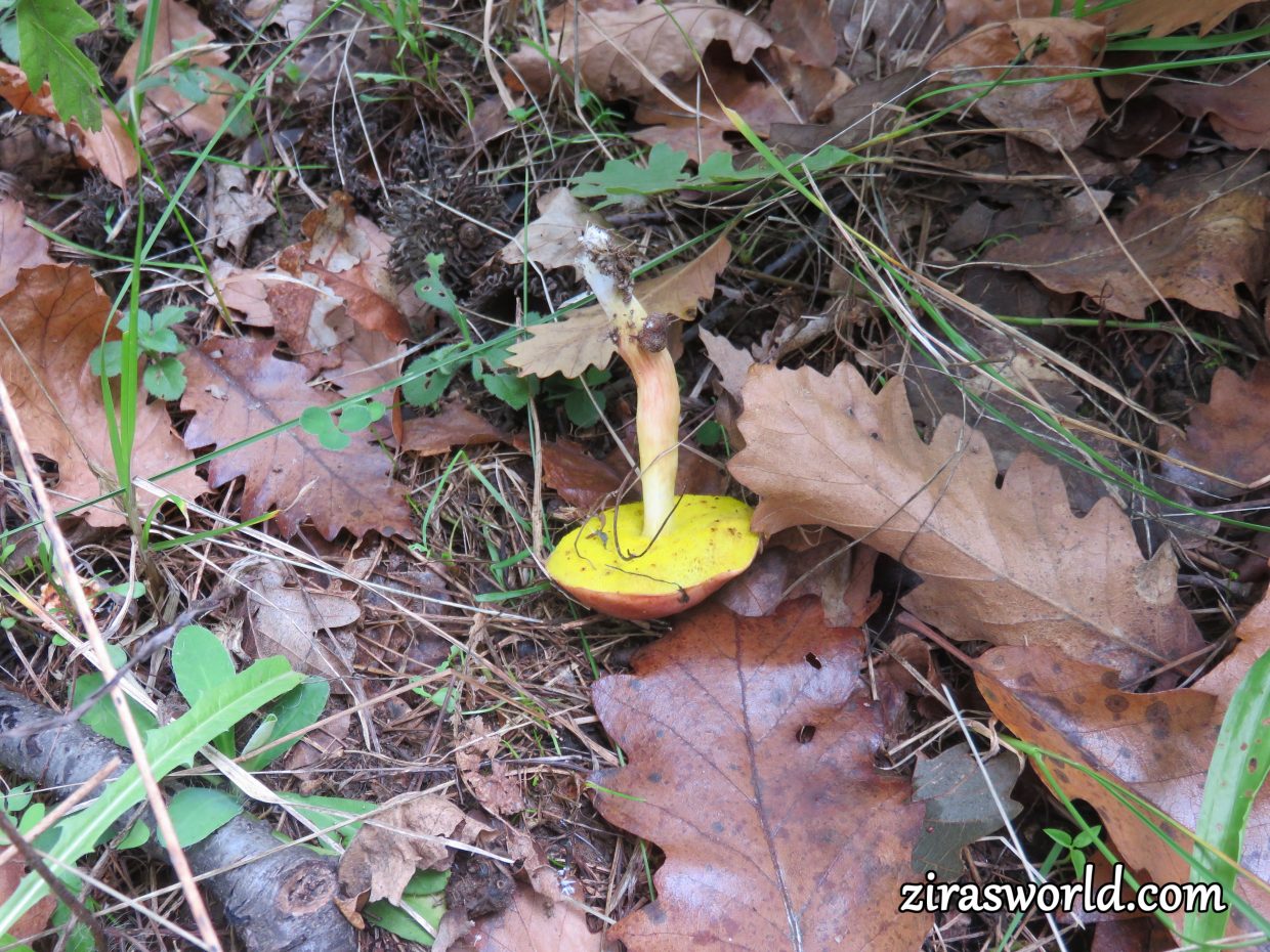 Forest Mushroom