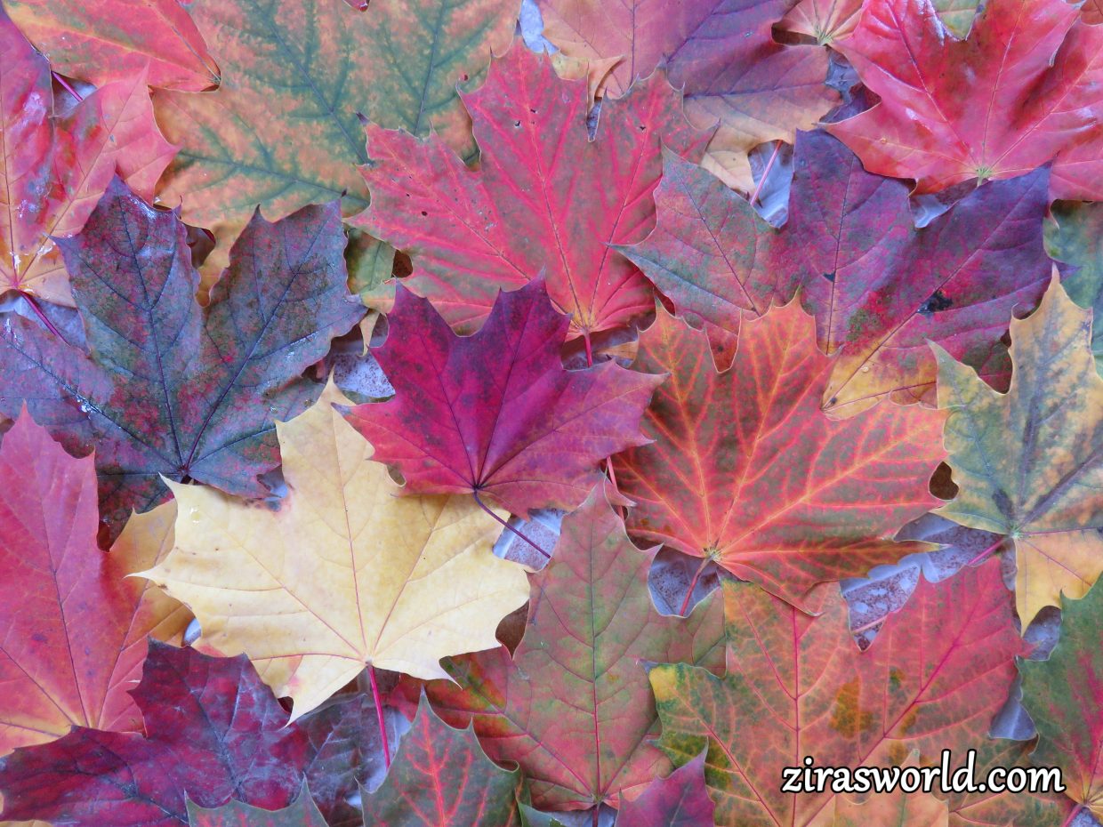 Autumn Maple Leaves