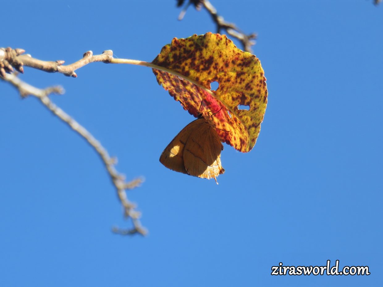 Brown Hairstreak