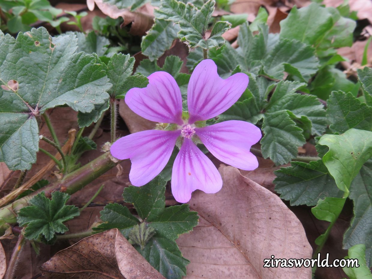 Malva Sylvestris