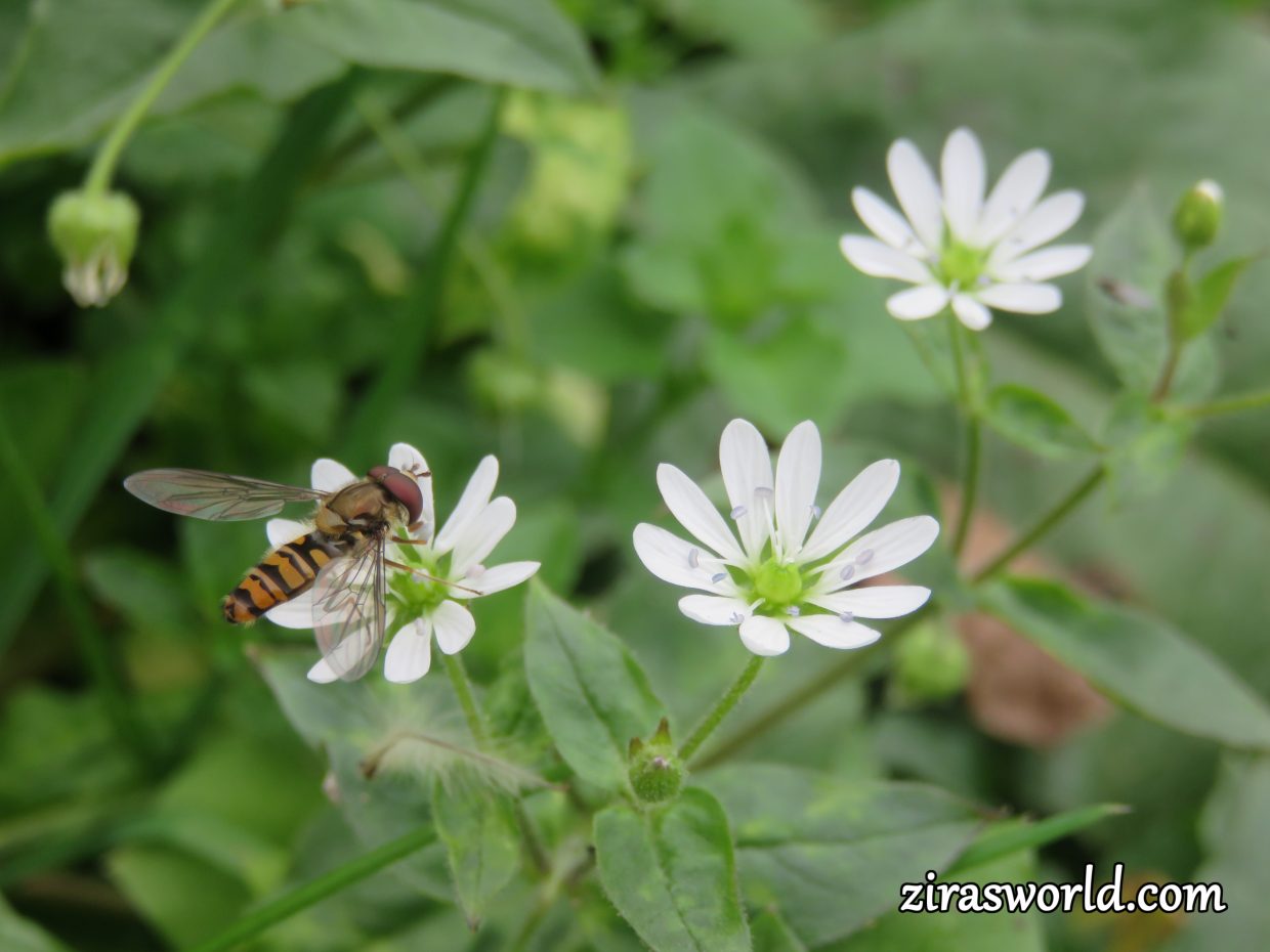Hoverfly