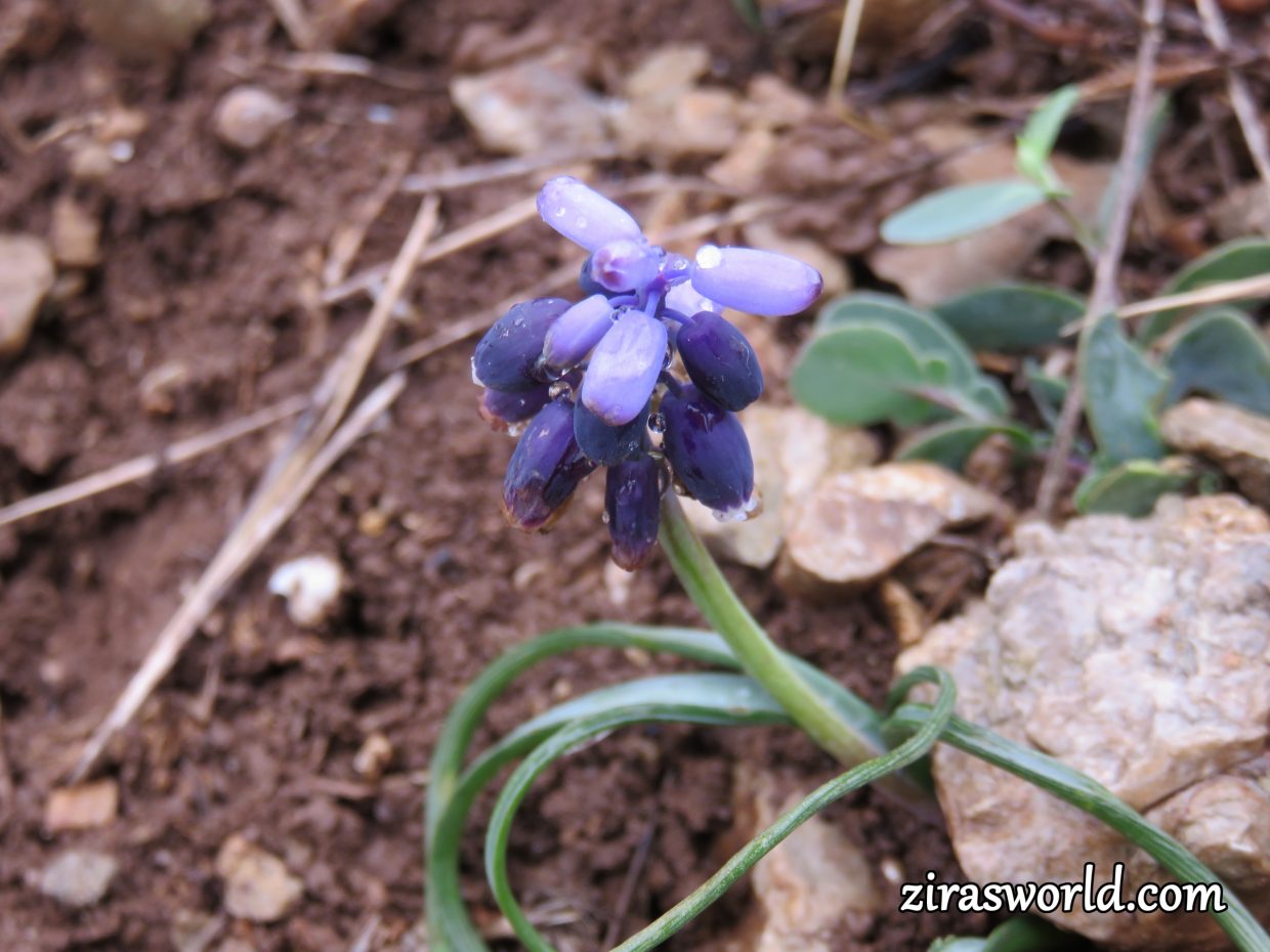 Muscari
