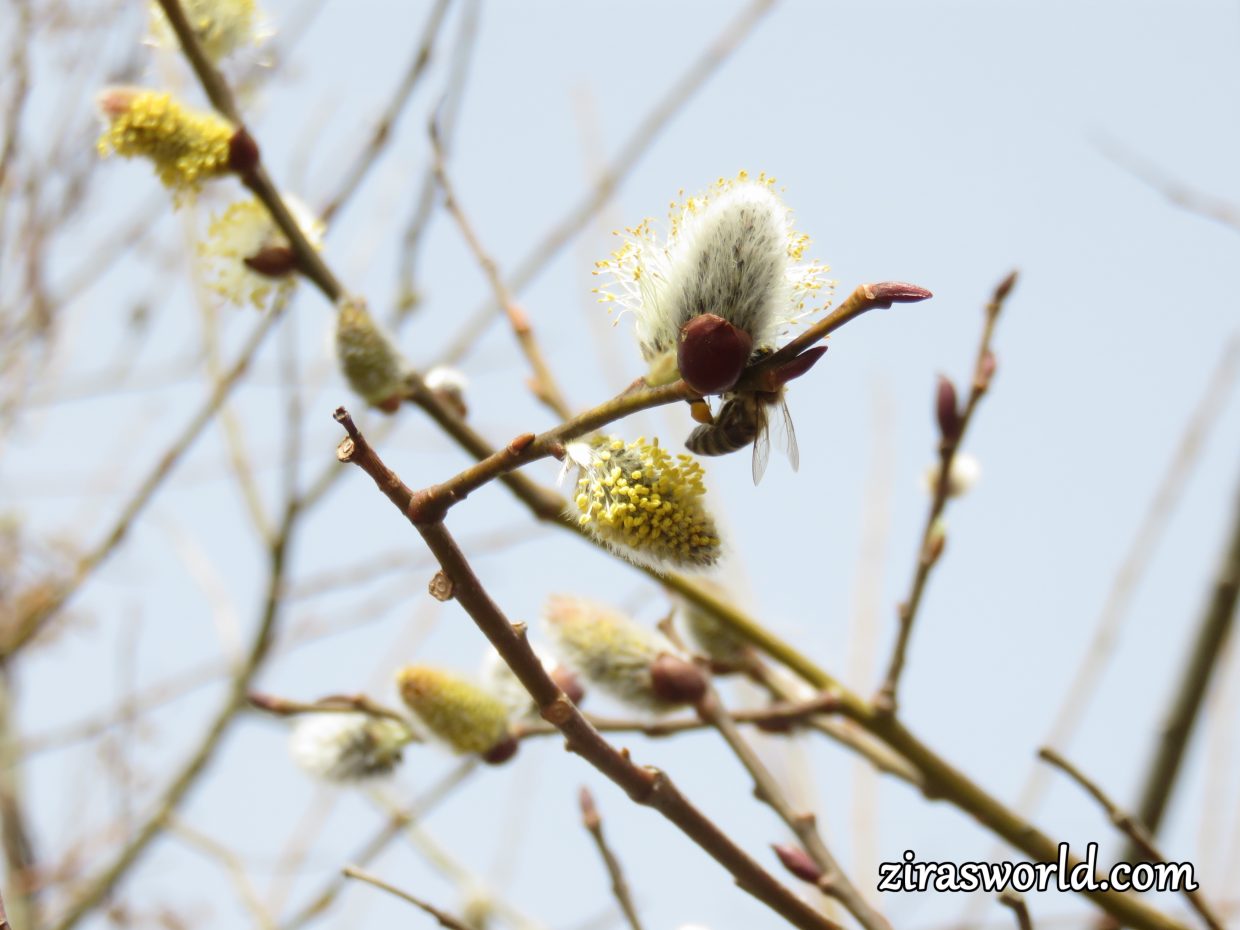Goat Willow