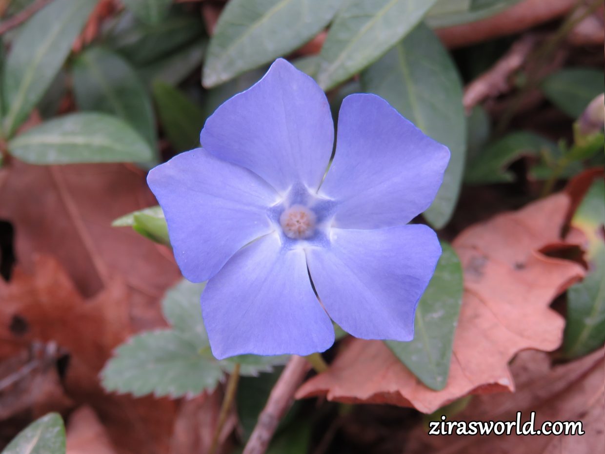 Dwarf Periwinkle