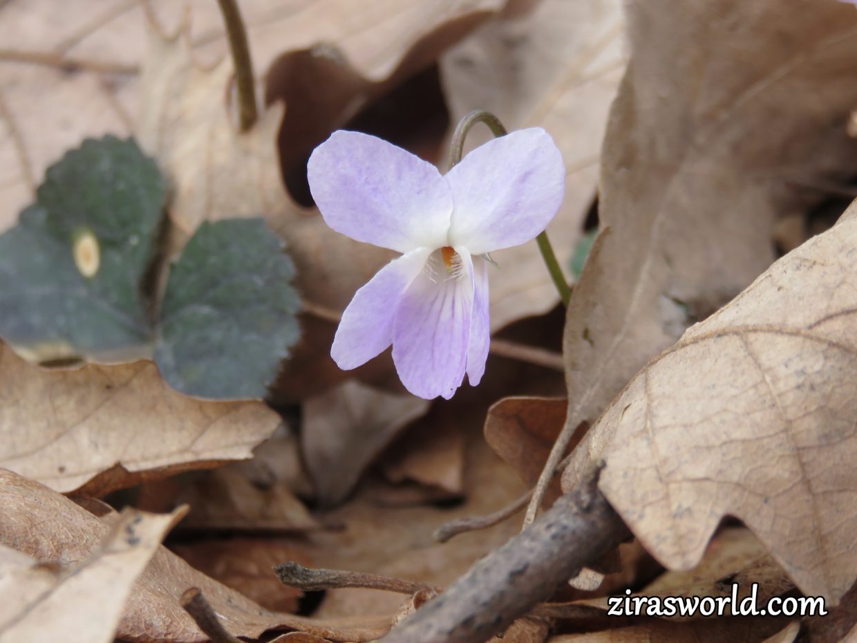 Viola Odorata