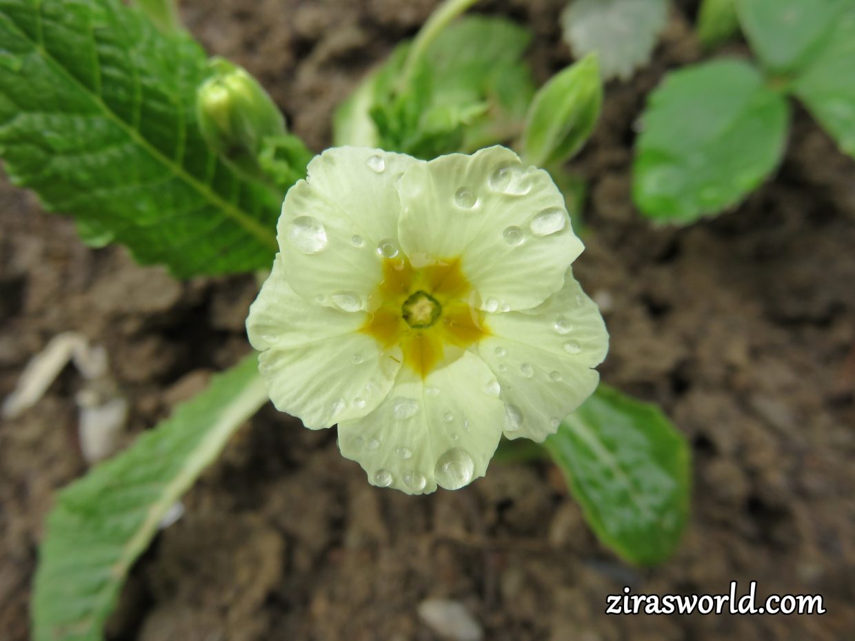 Primula After Rain