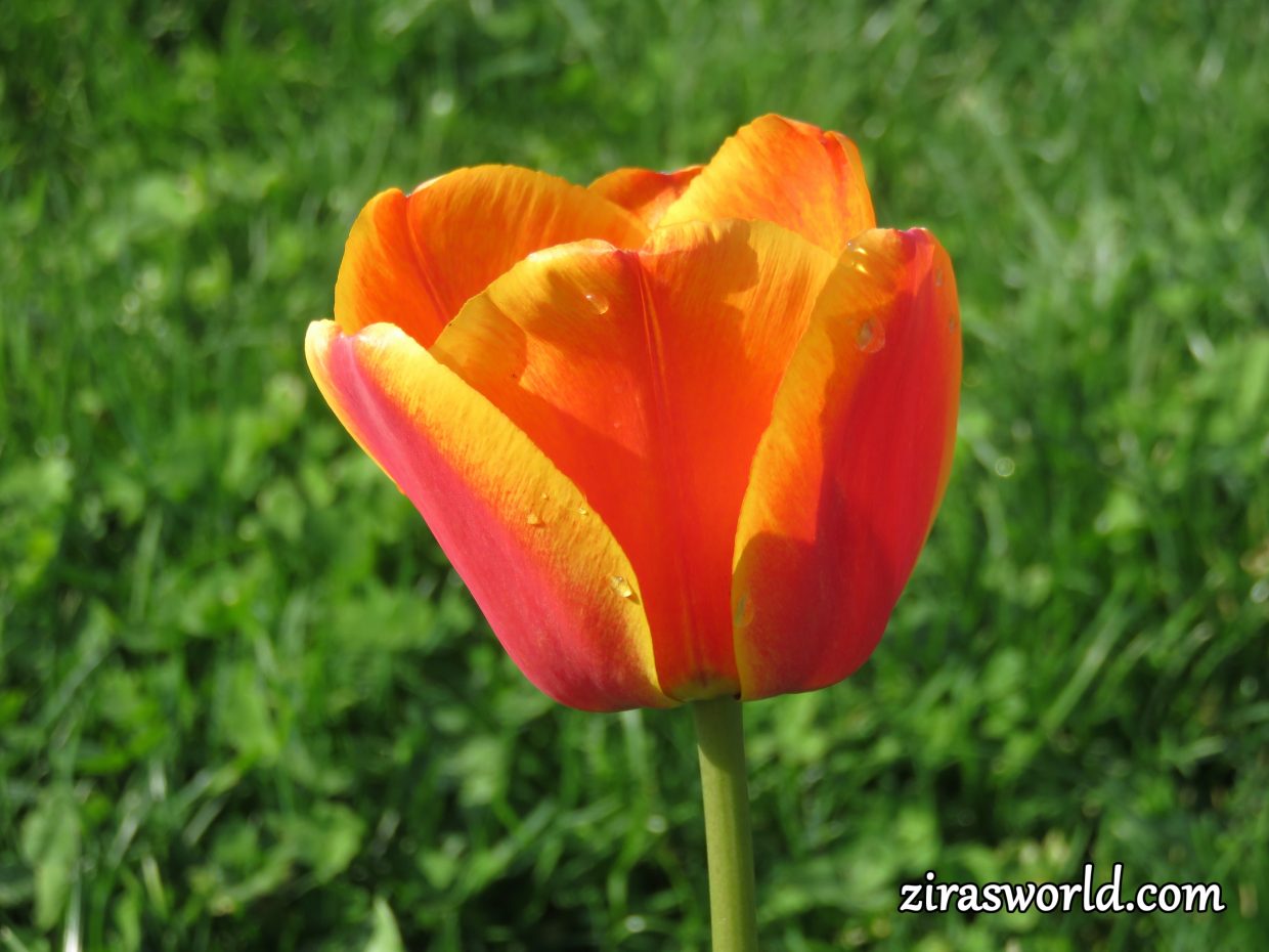 Red-Yellow Tulip