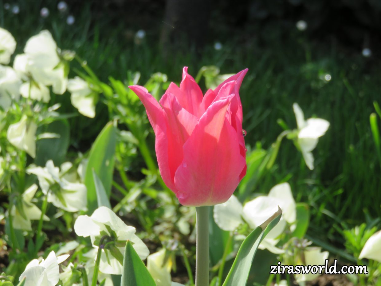 Pink Tulip