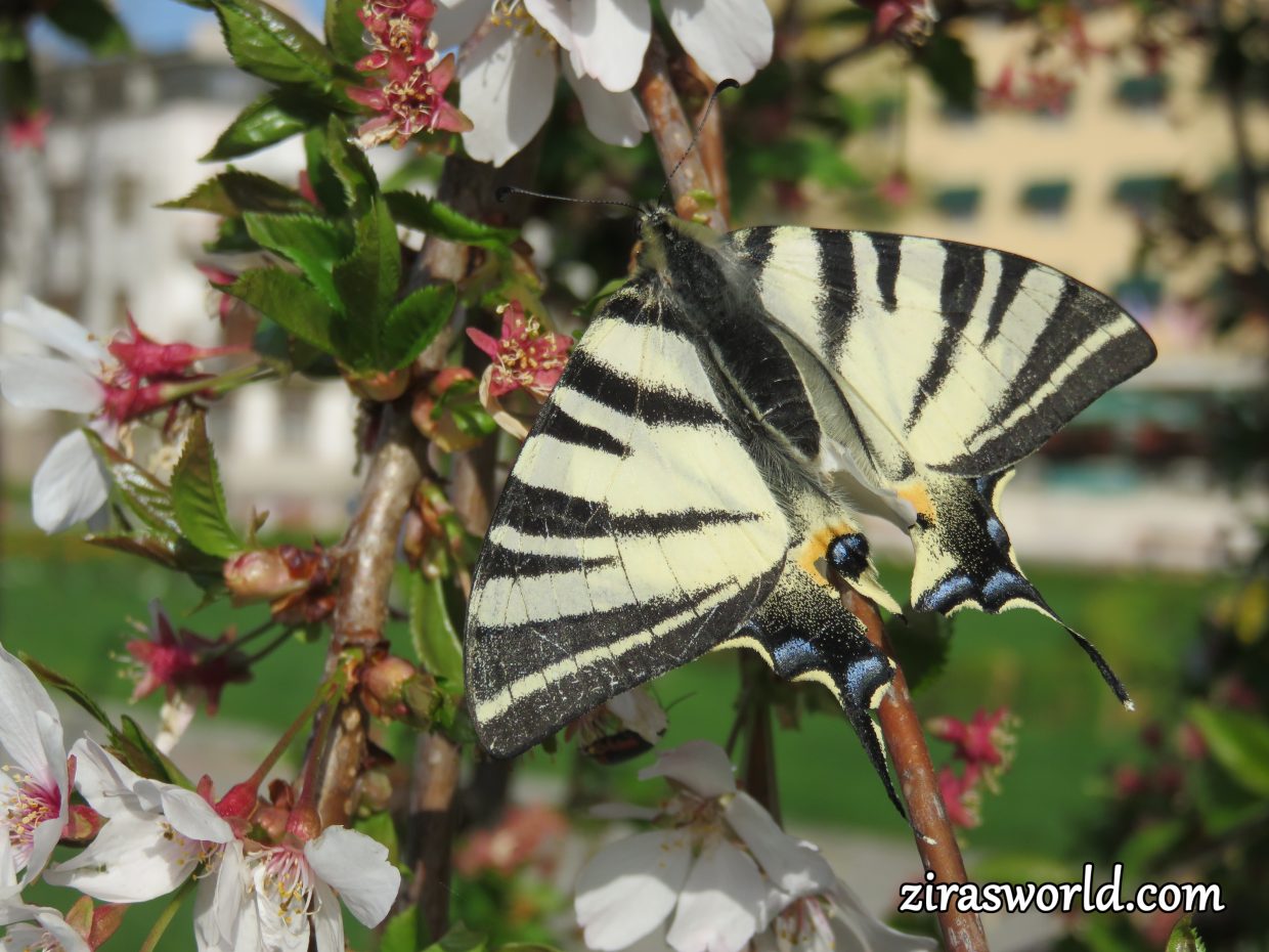 Scarce Swallowtail