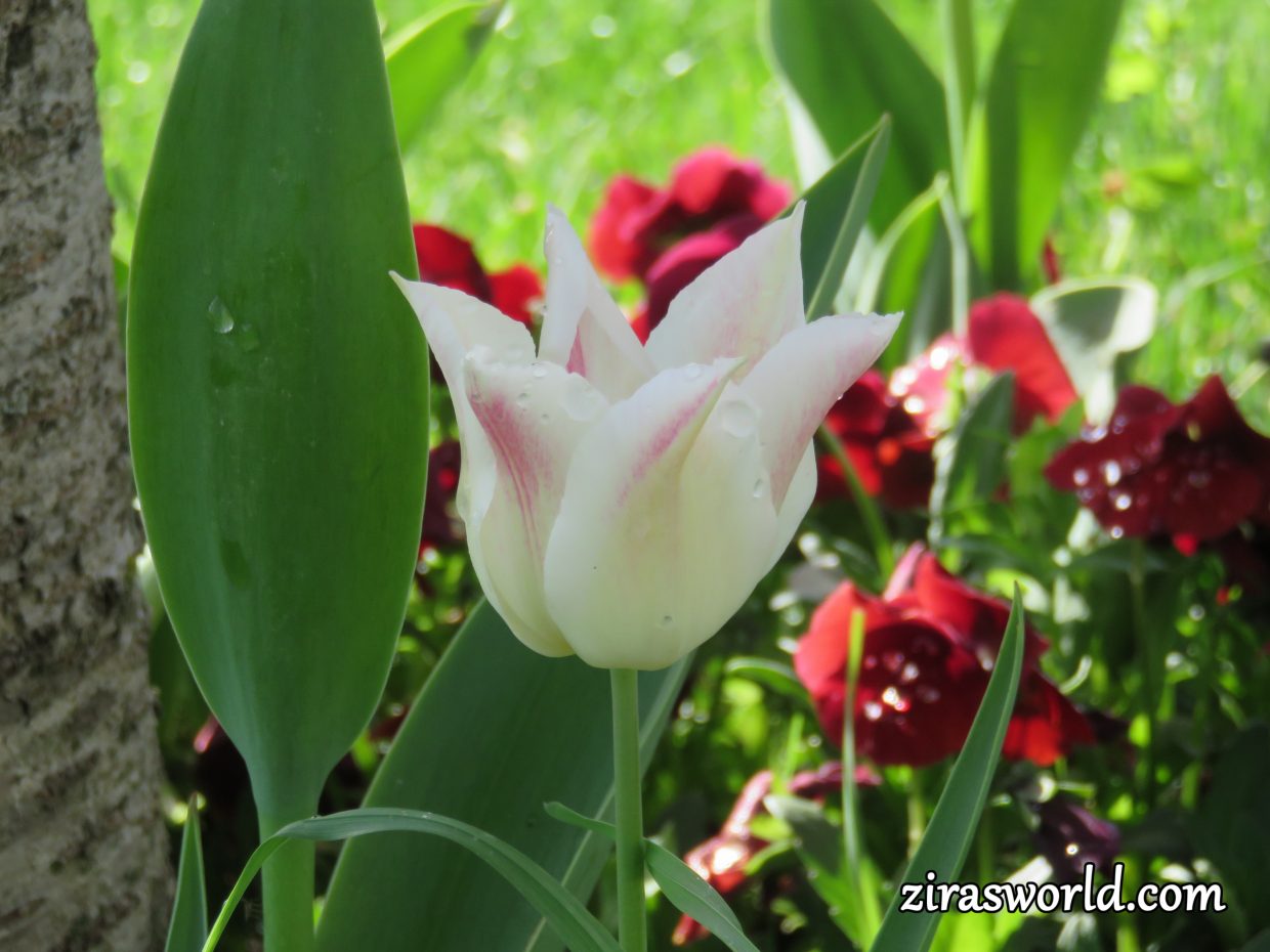 White Tulip