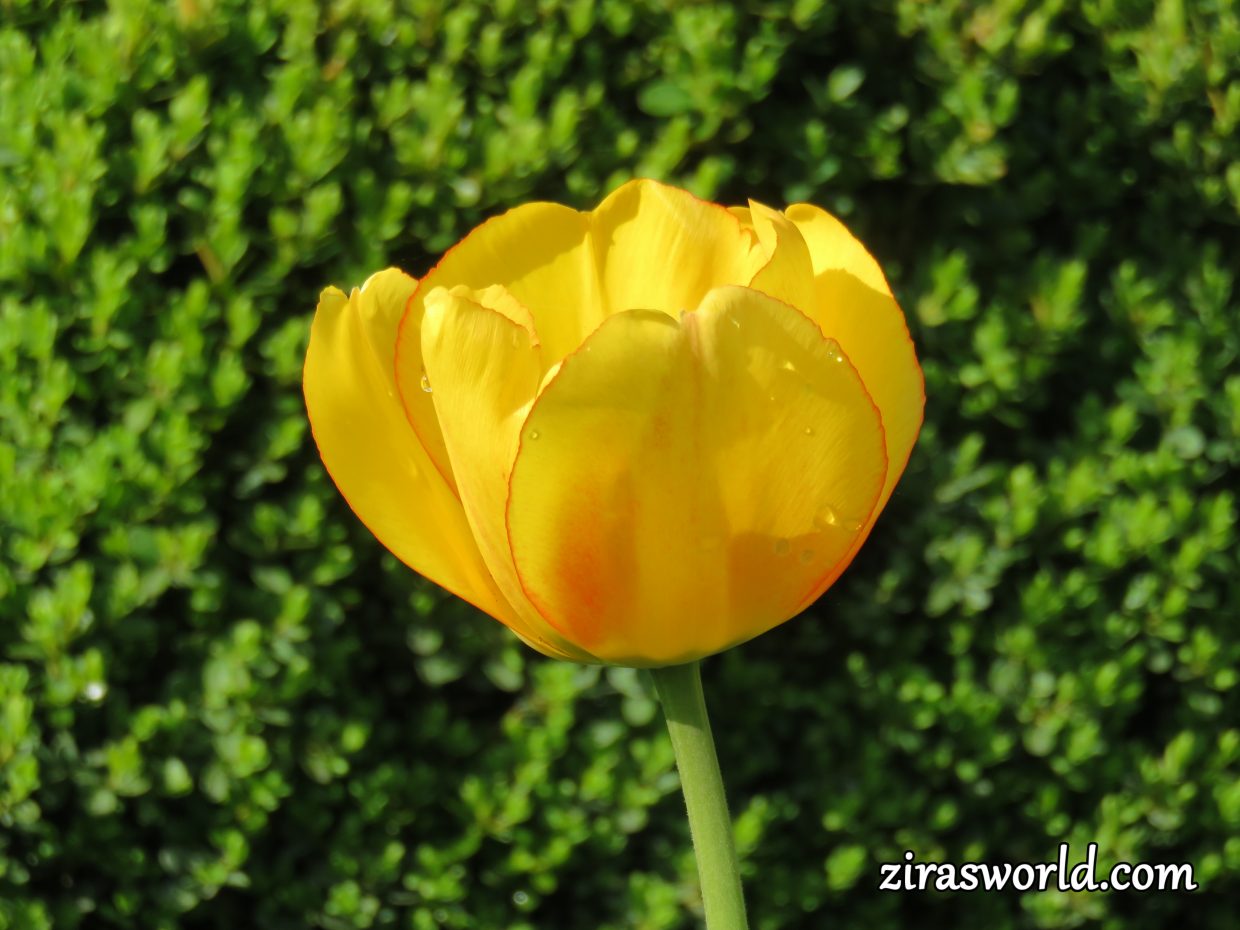 Yellow Tulip