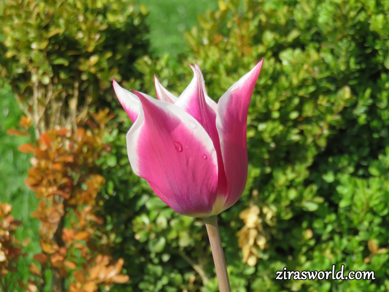 Pink-White Tulip
