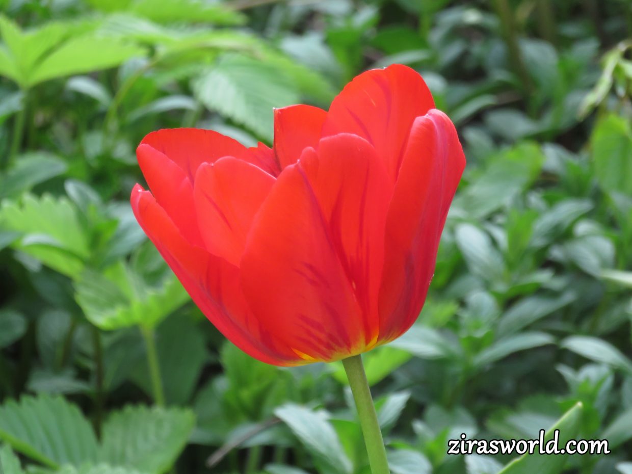 Red Tulip