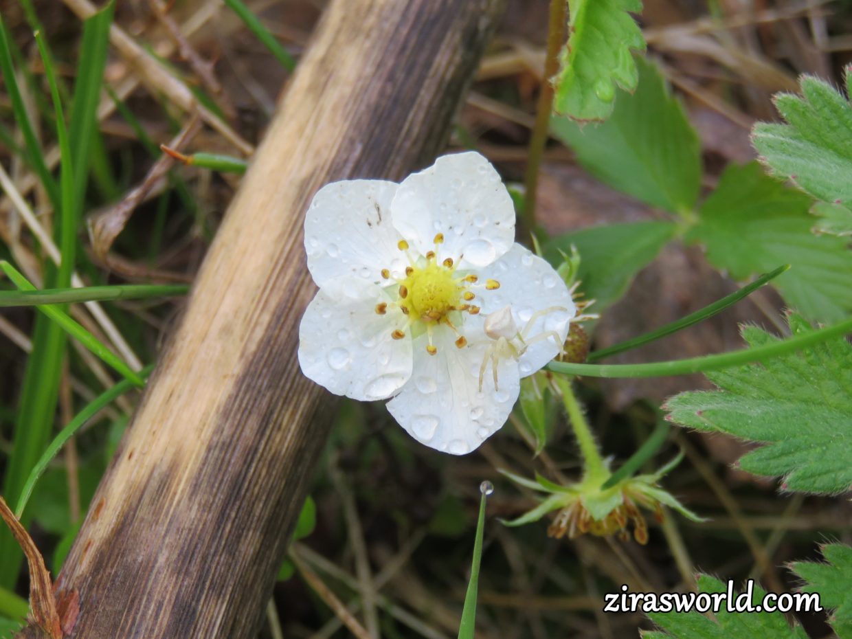 Wild Strawberry Blossom