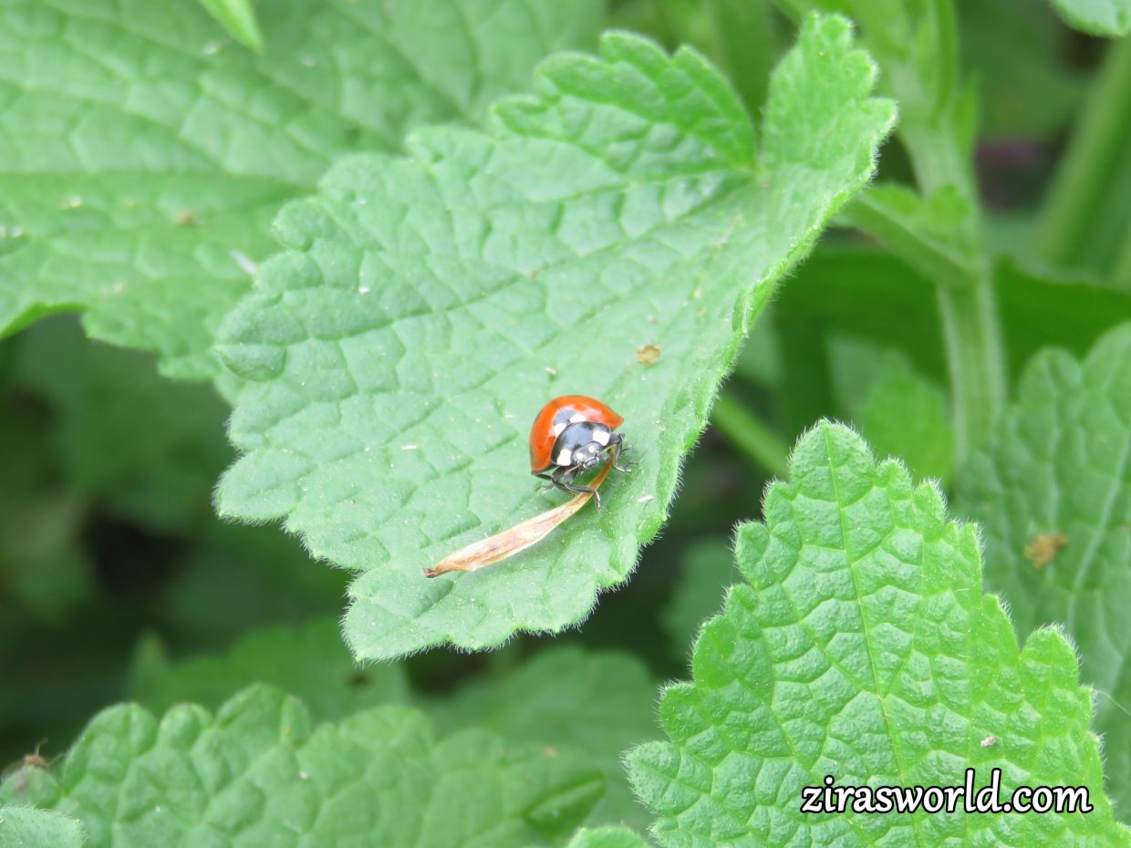 Cute Ladybug