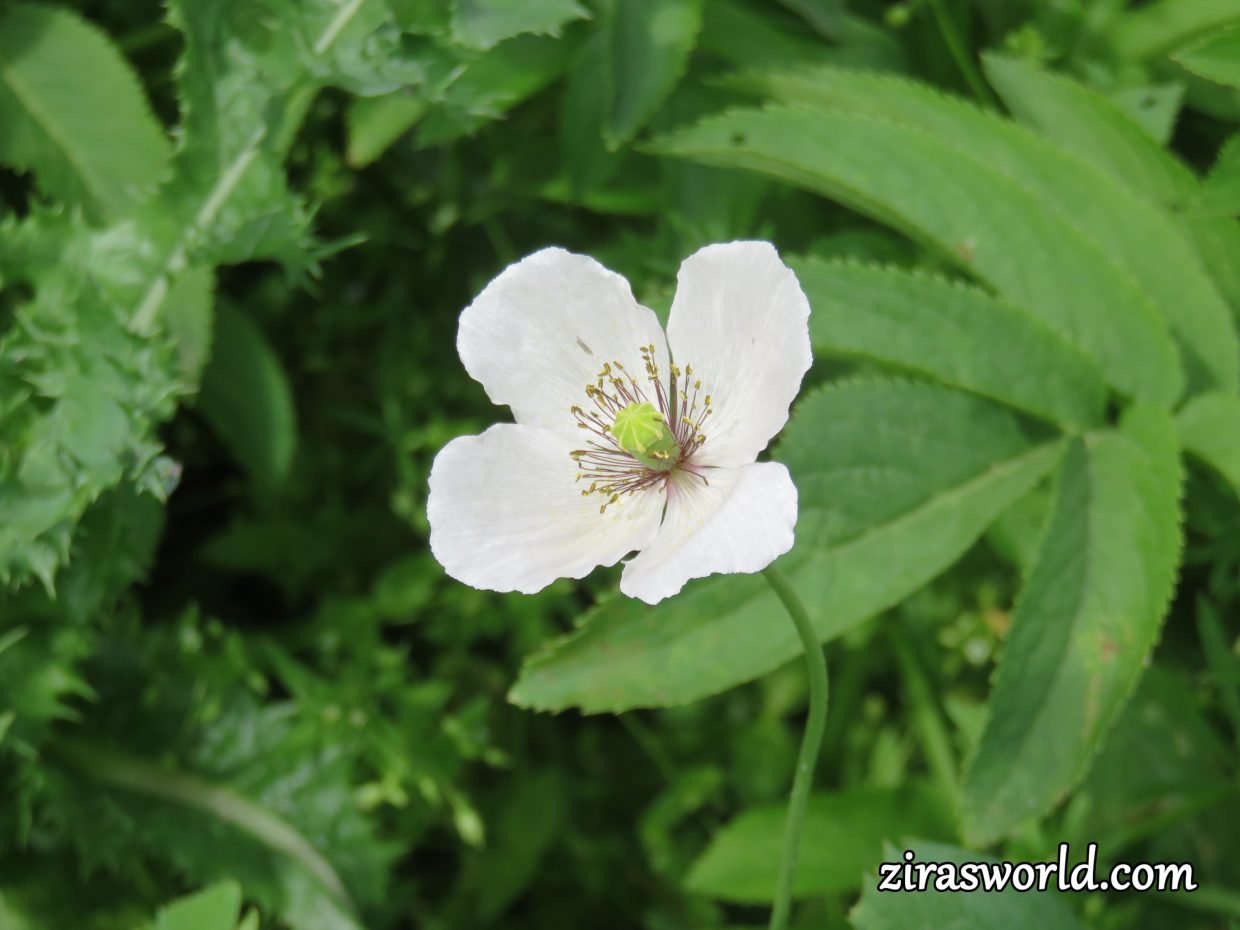 White Poppy