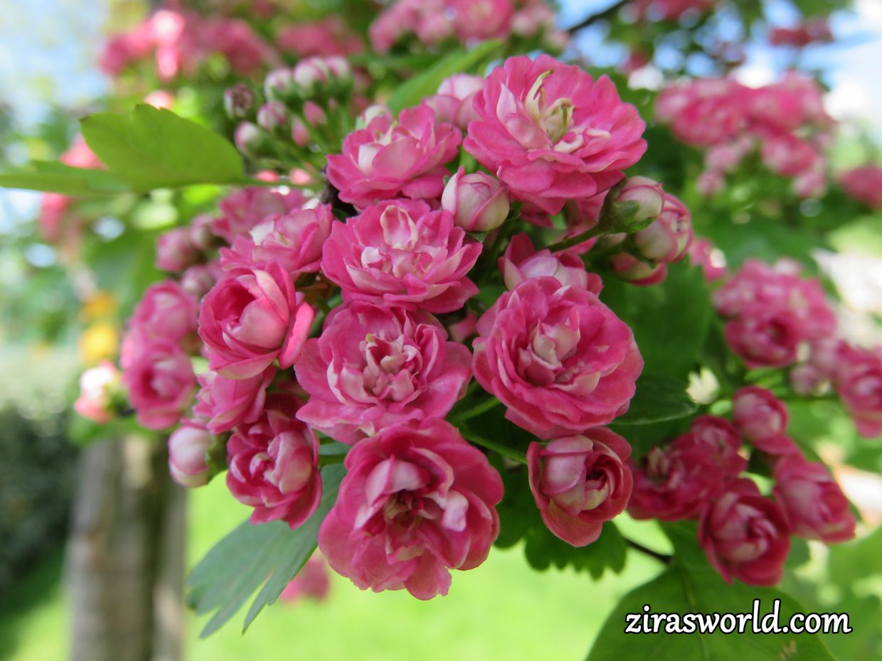 Crataegus